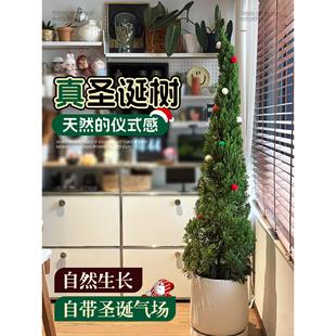 圣诞树真树龙柏盆栽客厅绿植室内大型植物高级感室外好养塔松侧柏