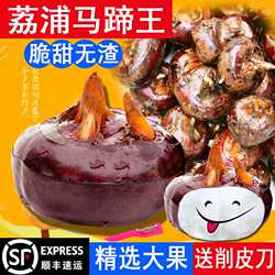 顺丰包邮特大广西新鲜荔浦马蹄荸荠地梨农家时令即食水果蔬菜现挖