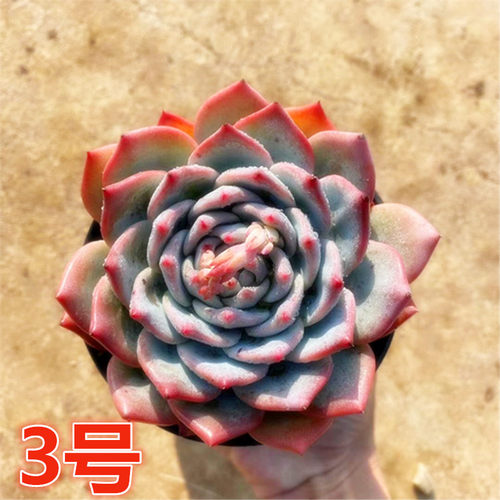 多肉植物室内价格 多肉植物室内图片 星期三 多肉植物室内价格 多肉植物室内图片 星期三