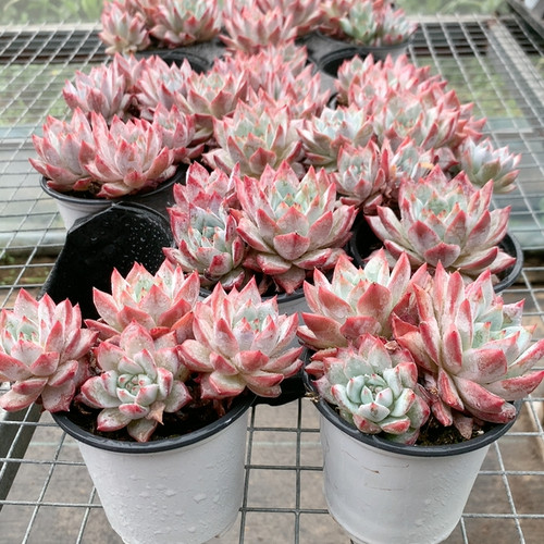 粉蓝鸟（多肉植物）倾城花卉 以直播展示为主