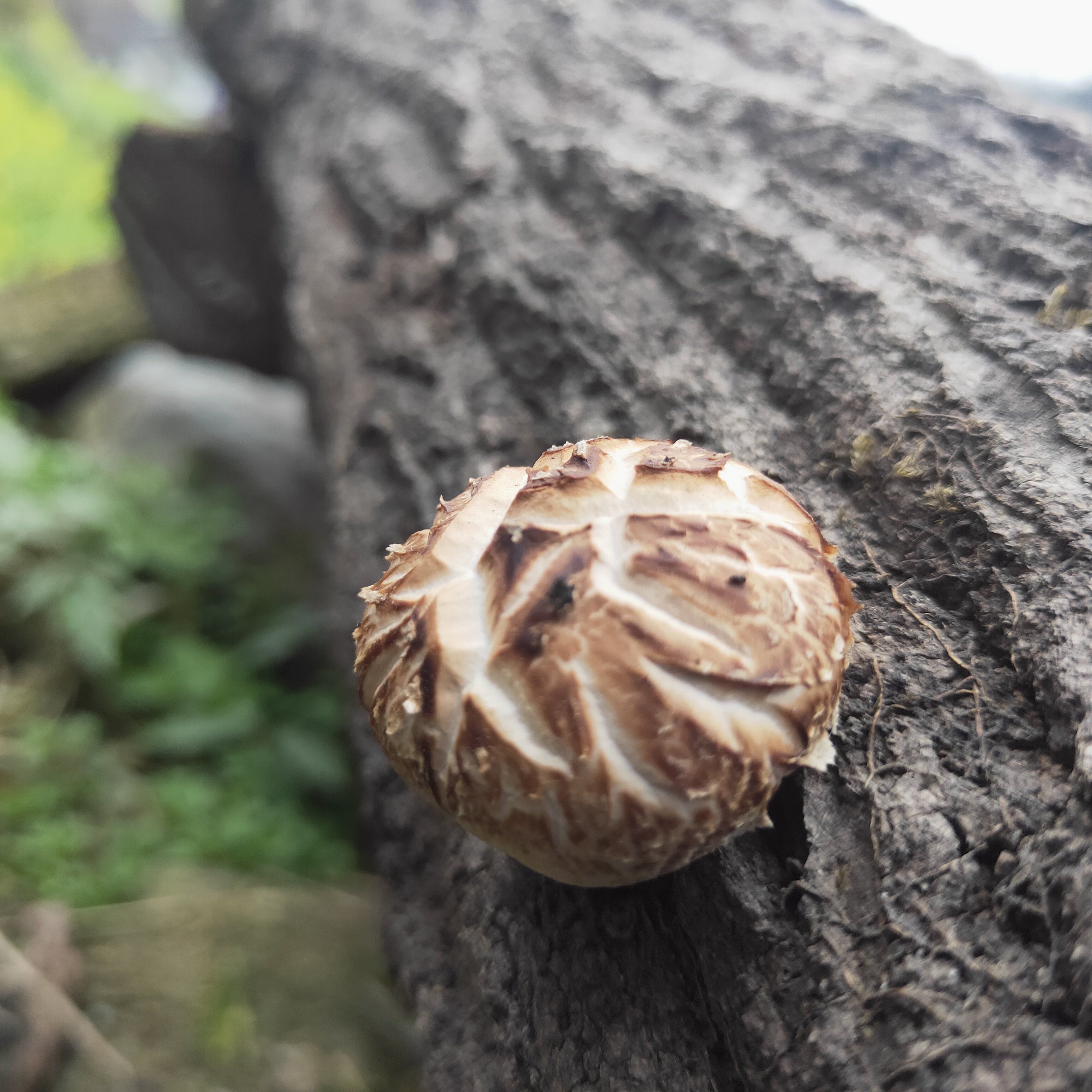 四川椴木花菇青川特产椴木野生香菇自产干货菌菇肉厚500g农家自产