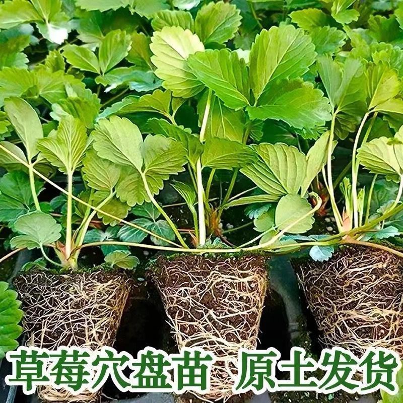 四季草莓苗奶油红颜草莓秧
