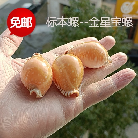 包邮天然海螺贝壳金星宝螺标本螺收藏礼品鱼缸水族家居装饰珊瑚