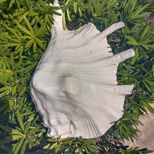 蛙螺七角螺号角法器礼品纪念品