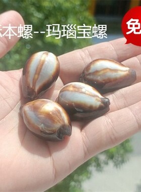包邮海螺贝壳海螺贝壳天然