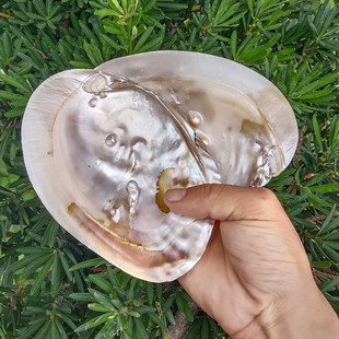 天然海螺贝壳珍珠蚌鱼缸造景水族地台摆件装饰品单面蚌壳科普教学