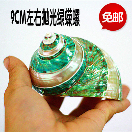 天然海螺贝壳抛光绿条蝾螺嵘螺鱼缸家居装饰摆件创意礼品收藏海星
