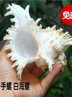 包邮天然超大海螺贝壳千手螺摆设礼品地台水族鱼缸家居礼品海星