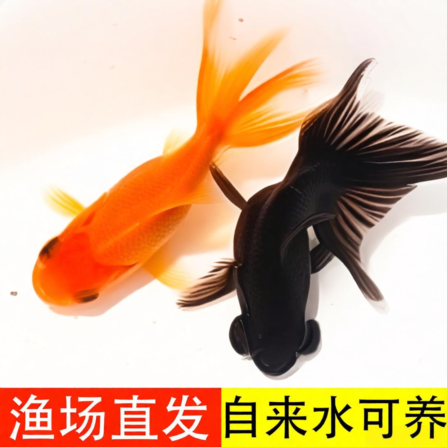 龙睛国粹小金鱼冷水活鱼鸿运蝶尾鱼