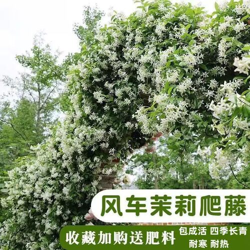 耐寒耐热风车茉莉爬藤苗