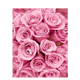 数字油画PBN 包邮 风景填色手绘油画粉色玫瑰花
