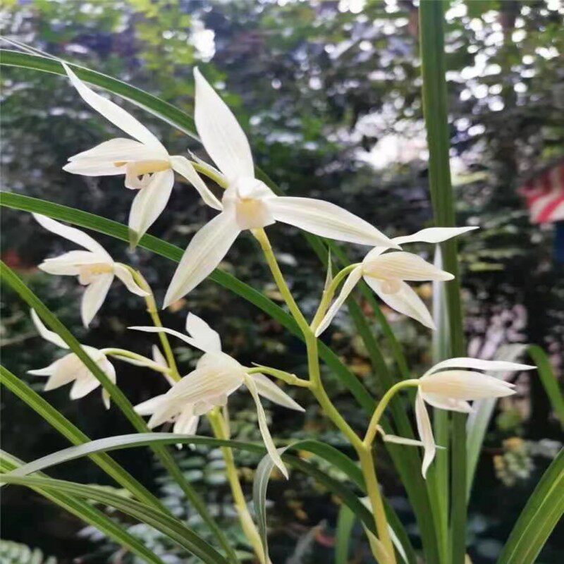 带花苞当年开花兰花苗盆栽花卉 莲瓣兰 大雪素 阳台庭院绿植花卉