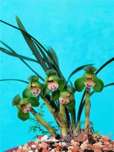 当年开花浓香型兰花春兰翠盖荷四季好养室内阳台客厅庭院绿植盆栽