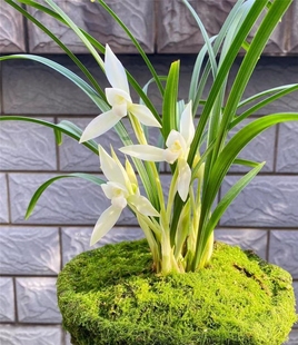 浓香型兰花老品种春兰雪影四季好养室内外阳台客厅庭院绿植盆栽