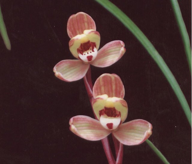 云南室内兰花苗盆栽浓香莲瓣兰梅瓣【滇梅】特价包邮