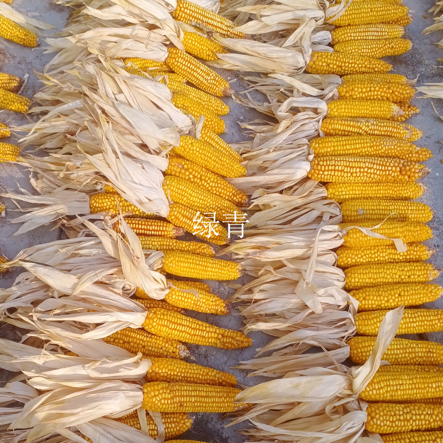 带叶老干玉米挂件带皮玉米穗装饰玉米棒玉米芯道具拍照农家乐影视