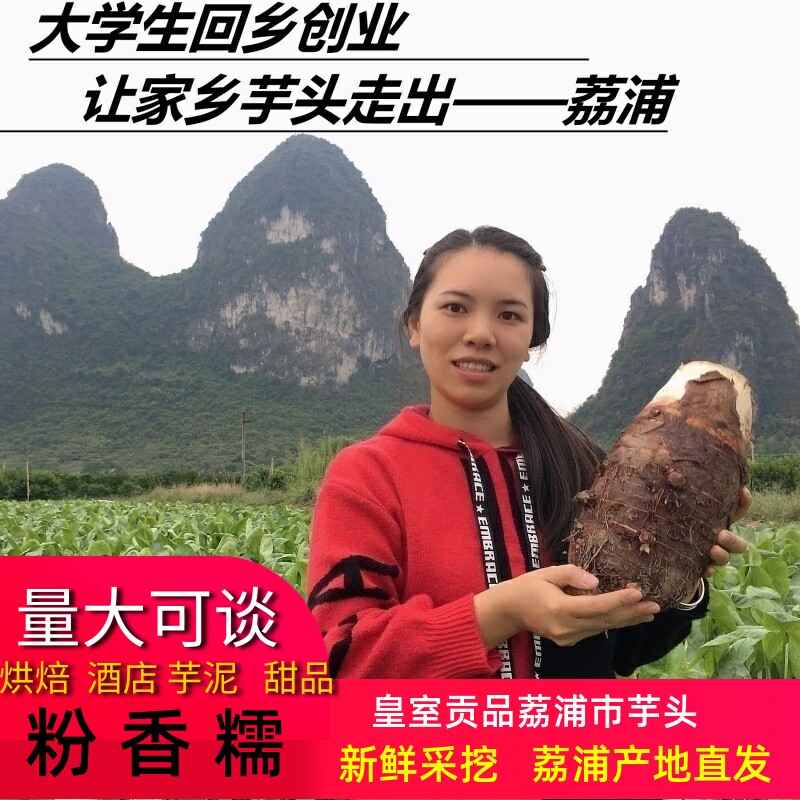 正宗荔浦大芋头新鲜现挖香芋紫藤芋粉糯商用毛芋头广西特产包邮