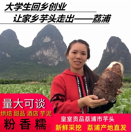 正宗荔浦大芋头新鲜现挖香芋紫藤芋粉糯商用毛芋头广西特产包邮