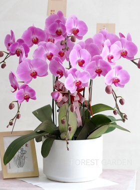 上海蝴蝶兰盆栽鲜花生日礼物乔迁新居盆景开业送客户前台客厅兰花