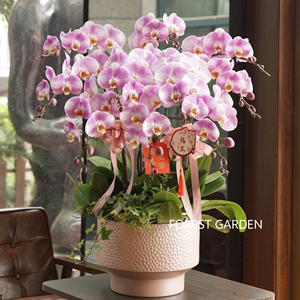 上海同城鲜花送客户长辈招财兰花绿植带花苞蝴蝶兰盆栽春节年宵花