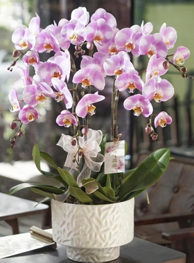 上海同城配送蝴蝶兰带花兰花盆景开业贺礼乔迁新居盆栽客厅前台花