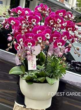 上海蝴蝶兰盆栽带花室内四季好养兰花花卉春节年宵花乔迁新居礼物