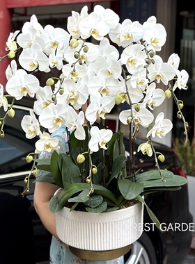 上海同城轻奢风家居装饰鲜花兰花白色蝴蝶兰盆栽带花乔迁新居盆景