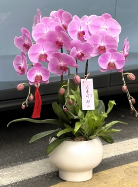 上海兰花真花室内客厅蝴蝶兰盆栽带花生日礼物中秋节乔迁新居盆栽