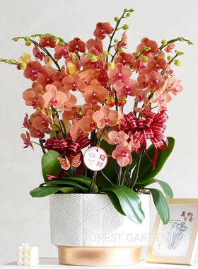 上海同城乔迁新居贺礼盆景鲜花兰花开业花篮春节年宵花蝴蝶兰盆栽