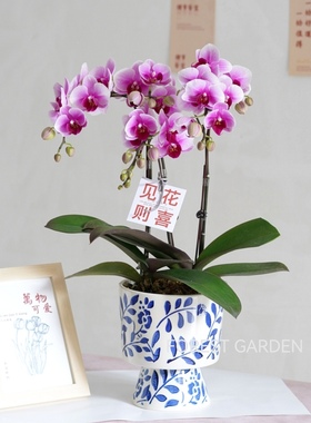 上海母亲节盆景开业礼物闺蜜妈妈生日乔迁新居鲜花兰花蝴蝶兰盆栽