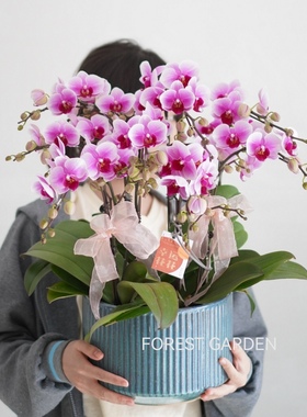 上海同城盆景开业乔迁新居盆栽生日中秋节鲜花兰花蝴蝶兰盆栽带花