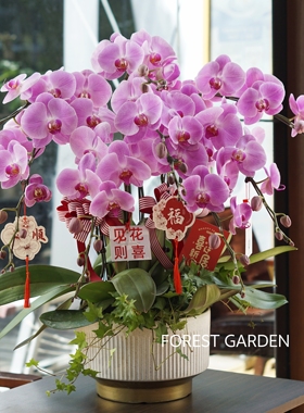 上海同城兰花乔迁新居礼物蝴蝶兰盆栽客厅前台开业贺礼送客户盆景