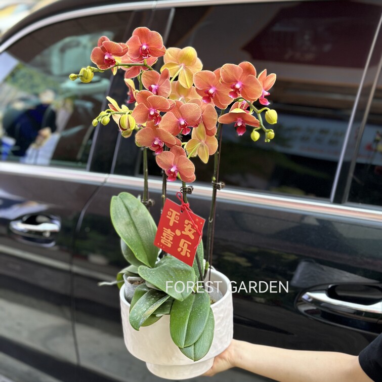 上海同城蝴蝶兰盆栽带花苞花卉兰花盆景室内客厅植物乔迁新居礼物