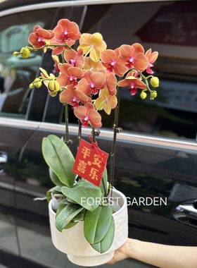 上海同城蝴蝶兰盆栽带花苞花卉兰花盆景室内客厅植物乔迁新居礼物