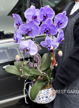 吸色蝴蝶兰盆栽带花真花室内特级高档年宵花卉马卡龙上海同城配送