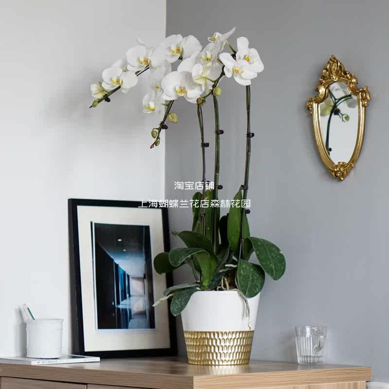 蝴蝶兰上海价格 蝴蝶兰上海图片 星期三