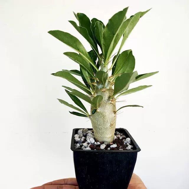 精品仙人球实生植物开花可爱大粗多肉植物