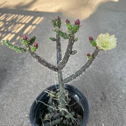 鹿角梅仙人牡丹 虎梨团扇开花仙人掌科多肉植物好养绿植盆栽