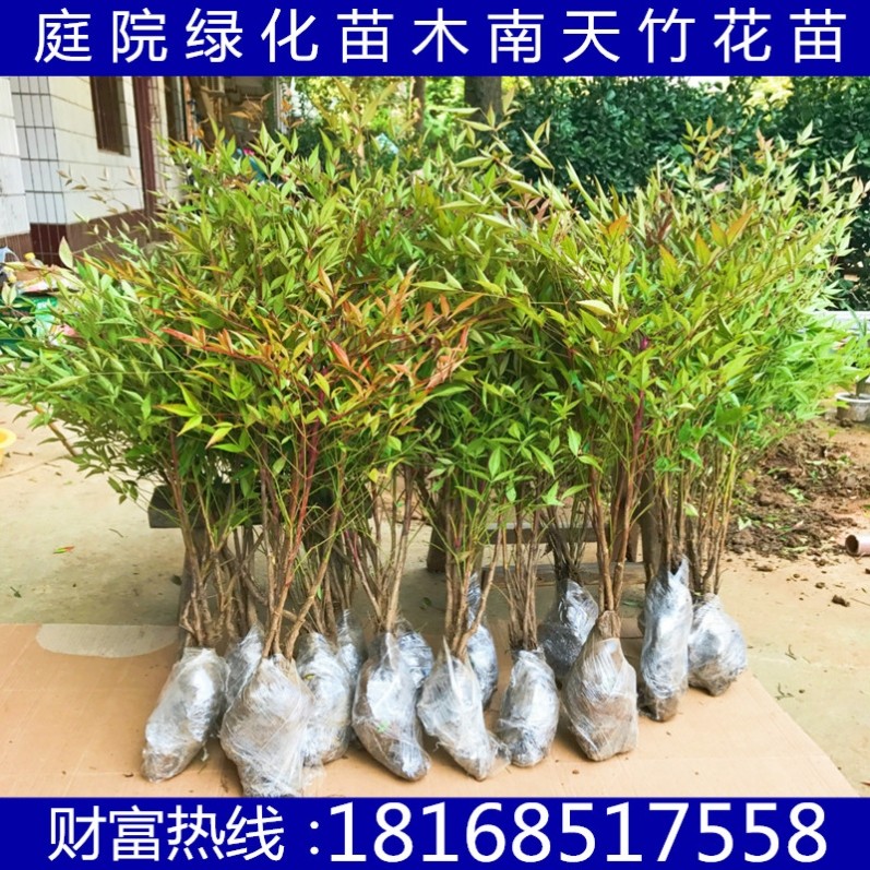 南天竺盆栽植物绿化绿化