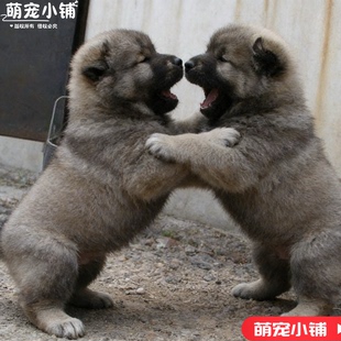 巨型骨架高加索活体幼犬纯种狗狗活物俄罗斯大型熊版猛犬看家护院