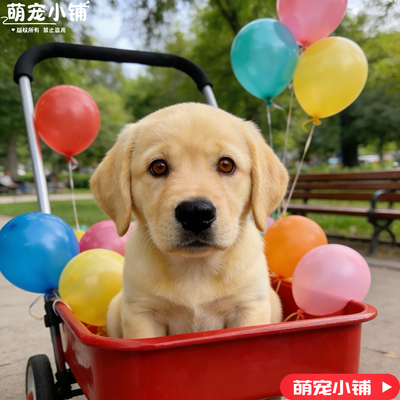 拉布拉多奶白色黑色大型拉布拉多聪明伴侣犬宠物狗狗活的宠物正品