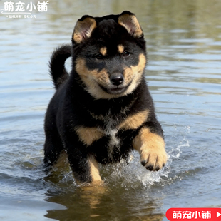 四眼狗幼犬宠物包金中华田园犬四眼铁包金土狗看家养护院犬幼崽