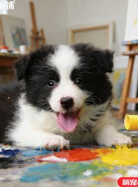 边牧纯种活物幼犬高智商边境牧羊犬黑白陨石三通狗狗宠物狗幼崽