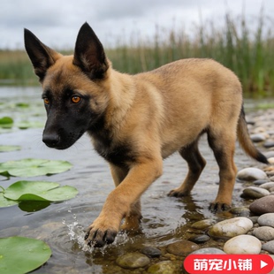 小马犬幼犬活体军犬便宜警犬大型犬活物爆红正宗马犬看家护院护卫