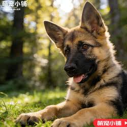 纯种德国牧羊犬活体幼犬警犬狼狗看家牧犬护院正宗大型犬血统德牧