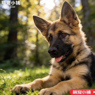 纯种德国牧羊犬活体幼犬警犬狼狗看家牧犬护院正宗大型犬血统德牧