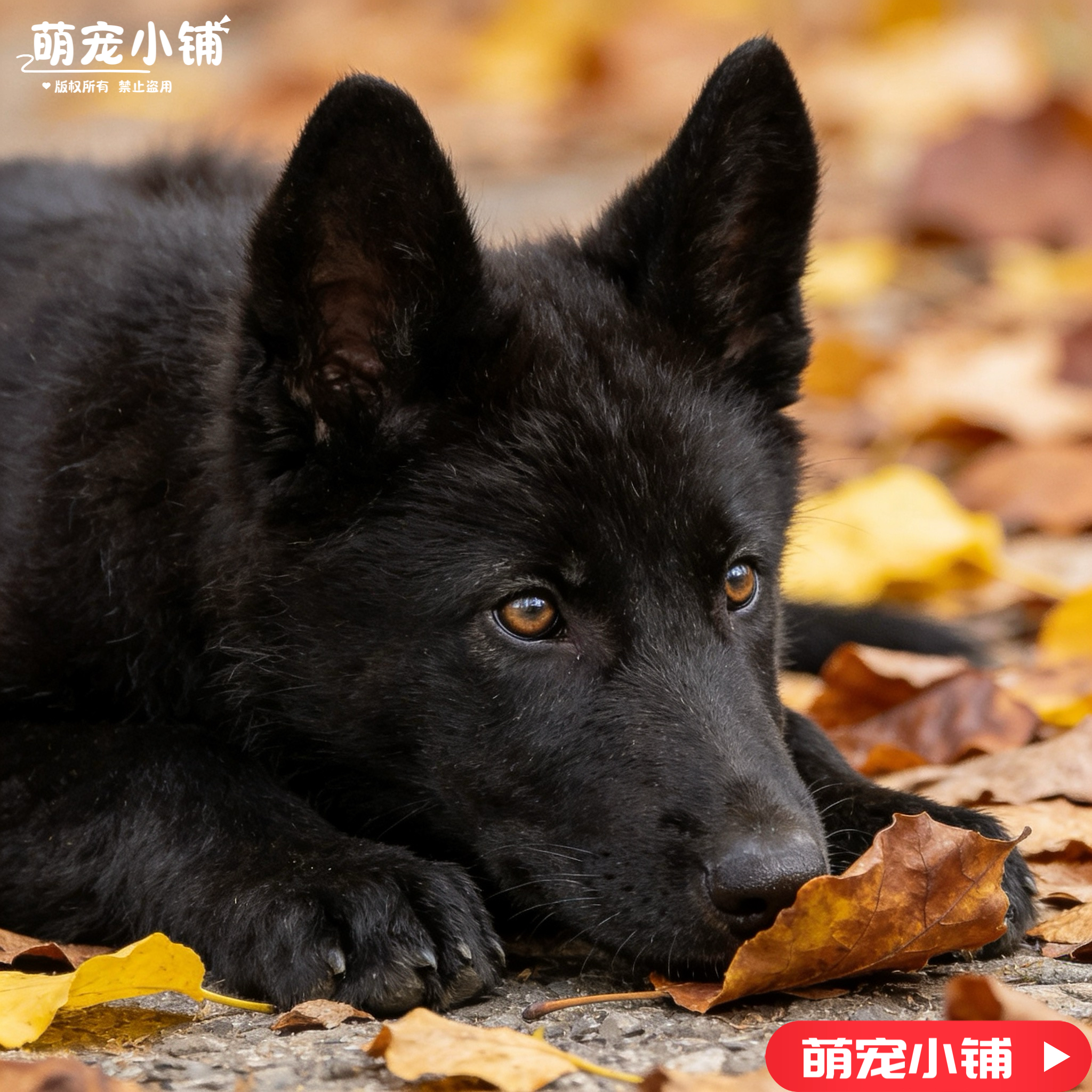 黑狼犬幼犬大型墨界黑狼犬大骨架纯黑狼狼狗幼崽家养黑狼小狗活物