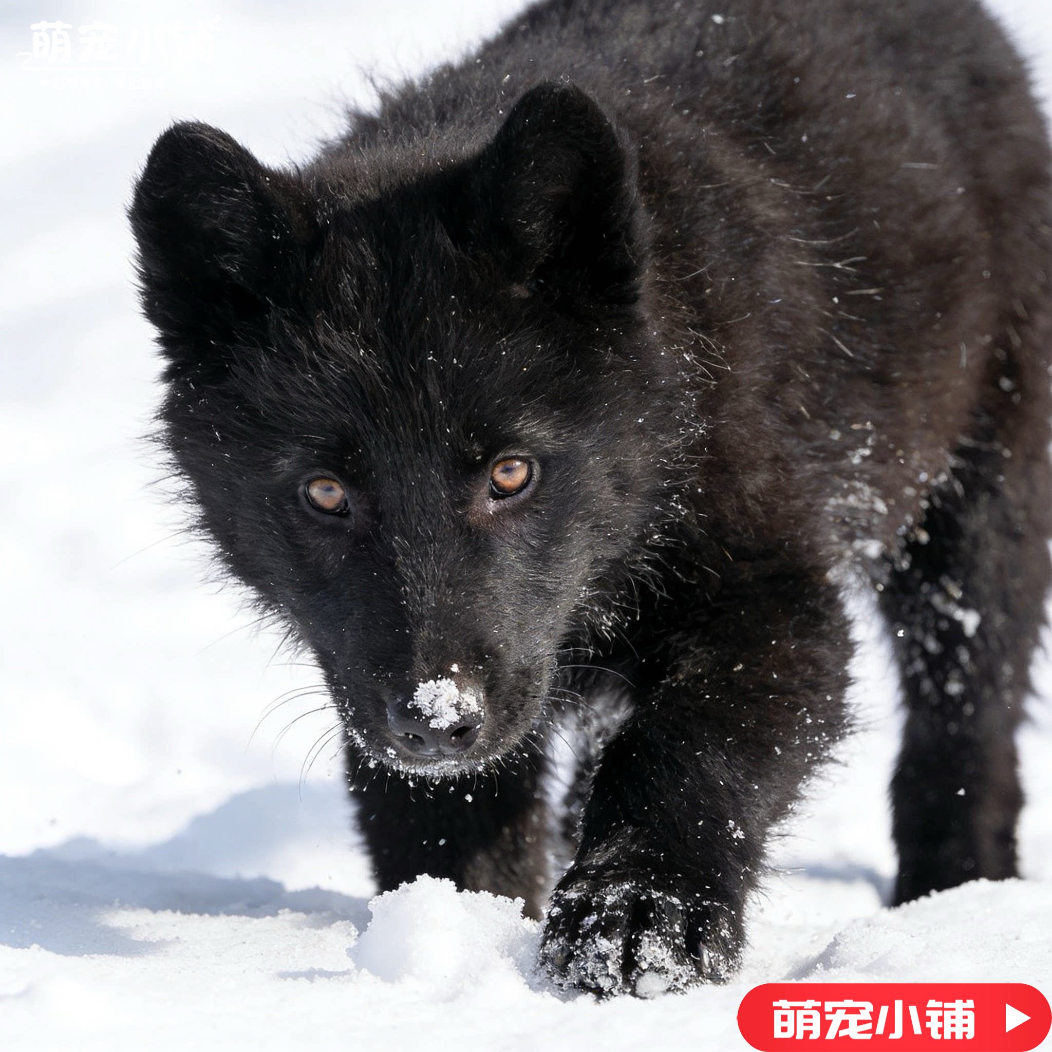黑狼纯种狼犬中华幼犬看家护院正宗狗狗纯黑黑色墨界狼狗大型黑狗