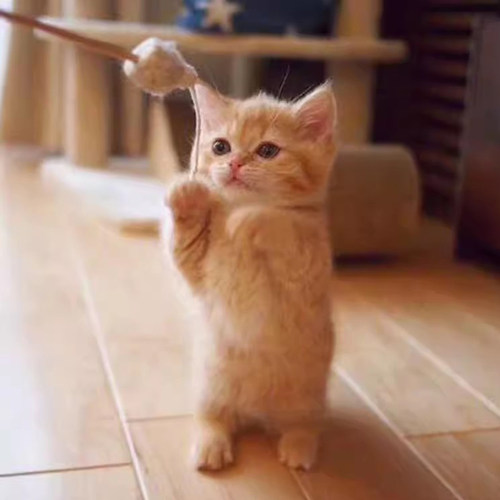 家养田园猫狸花猫橘猫奶牛猫