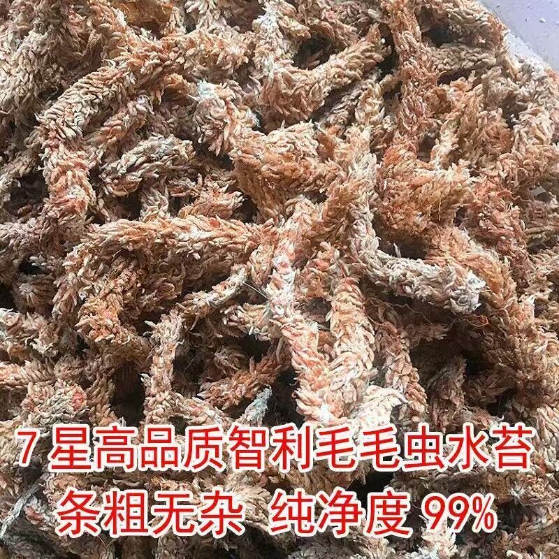 智利进口毛毛虫水苔纯天然优质七星级苔藓蝴蝶兰花食虫植物专用土